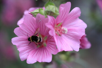 Macro photo of bumblebee collecting nectar