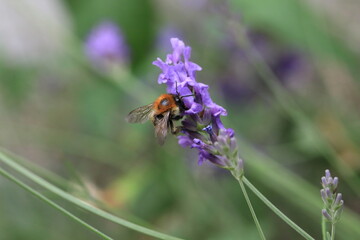 Macro photo of bumblebee collecting nectar