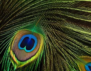 Abstract peacock feather, macro close up. Vivid exotic bird feather texture background. close-up of peacock feather background