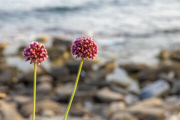 Close-up of two Allium atroviolaceum blooms with dark violet bell-shaped flowers and white edges,...