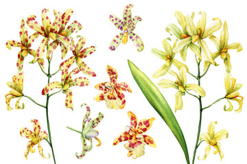 Watercolor yellow and spotted orchid flowers botanical clipart set for wedding invitations wall art and spring floral design © Hanna