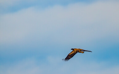 White tailed eagle flying in a partially cloudy sky