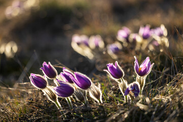 Pasque flower blooming in spring meadow in South Moravian Region, Czechia