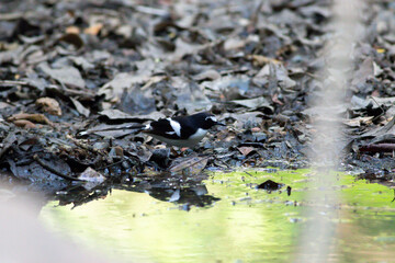 A bird actively searches for food, exploring its surroundings with focused attention in its natural habitat.