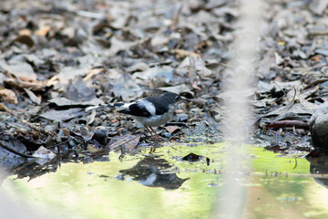 A bird actively searches for food, exploring its surroundings with focused attention in its natural habitat.