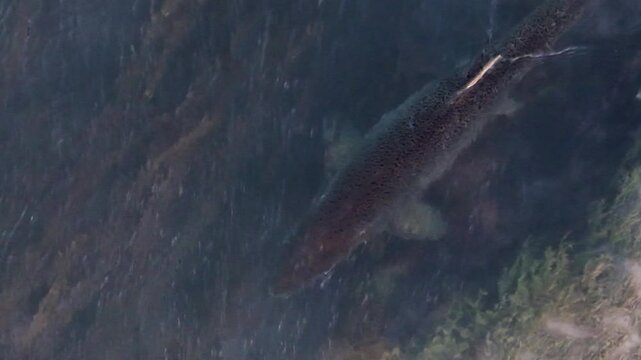 Close-up aerial shot of chinook salmon swimming in clear stream water during spawning season