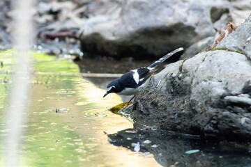 A bird actively searches for food, exploring its surroundings with focused attention in its natural habitat.