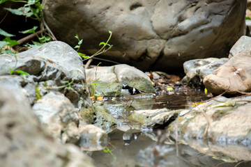 A bird actively searches for food, exploring its surroundings with focused attention in its natural habitat.