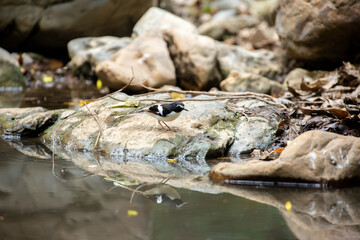 A bird actively searches for food, exploring its surroundings with focused attention in its natural habitat.
