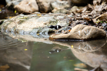 A bird actively searches for food, exploring its surroundings with focused attention in its natural habitat.