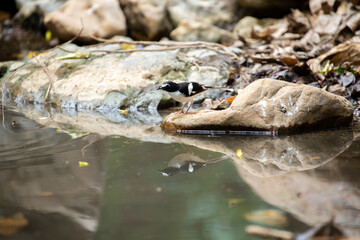 A bird actively searches for food, exploring its surroundings with focused attention in its natural habitat.