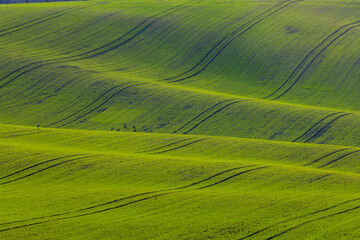 Roe deer grazing in the wavy green fields of South Moravia, Czechia