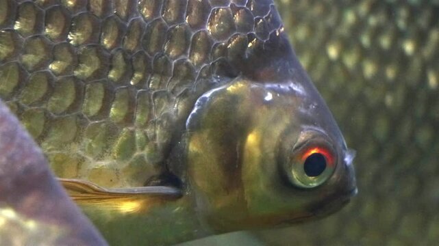 The Tinfoil Barb - Barbodes schwanenfeldii, floating in water