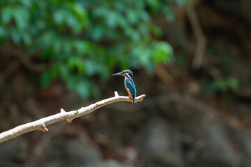 A bird actively searches for food, exploring its surroundings with focused attention in its natural habitat.