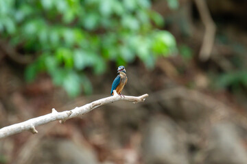 A bird actively searches for food, exploring its surroundings with focused attention in its natural habitat.