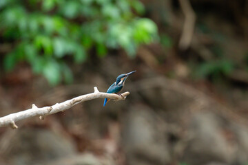 A bird actively searches for food, exploring its surroundings with focused attention in its natural habitat.