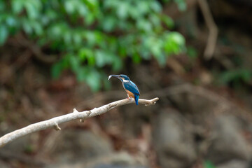 A bird actively searches for food, exploring its surroundings with focused attention in its natural habitat.