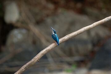 A bird actively searches for food, exploring its surroundings with focused attention in its natural habitat.