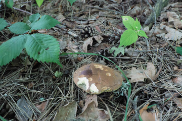 A Close-up of a Wild Mushroom on the Forest Floor