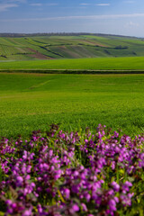 Purple flowers framing rolling hills and green fields in Falkenstein, Austria