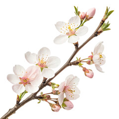 Obraz premium Delicate pink and white blossoms on a branch, isolated on transparent background