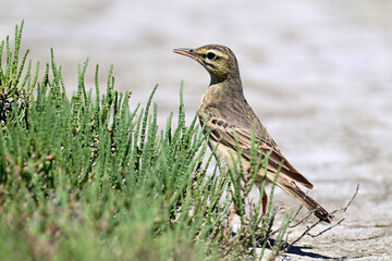 Brachpieper // Tawny pipit (Anthus campestris) - Vjosa-Narta Delta, Albanien