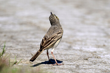 Brachpieper // Tawny pipit (Anthus campestris) - Vjosa-Narta Delta, Albanien