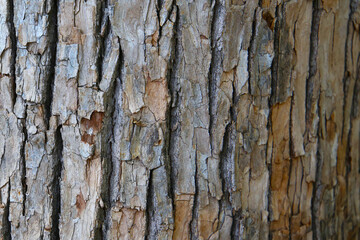 Rough tree bark with deep cracks and natural textures.