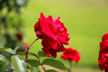 Red roses in full bloom at the Japan Rose Garden.