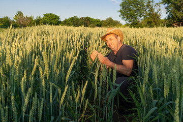 A farmer kneels in a vibrant wheat field, examining the plants with focus as the sun sets, casting...