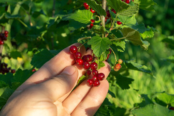 Ripe red currants grow abundantly on a plant as a hand reaches out to pick the juicy berries. The...