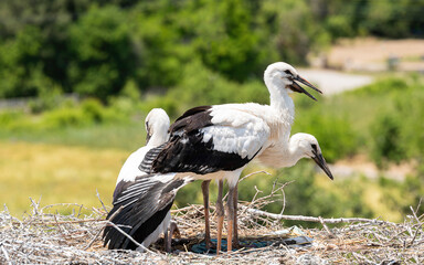 Baby storks(Ciconia ciconia) are waiting for their mothers to come to feed