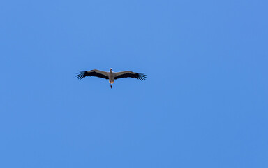 While the stork is heading towards its nest, it flies around the nest to check if the surroundings are safe.