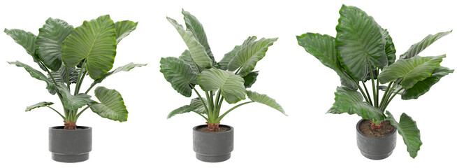 High-resolution 3D illustrations of popular Alocasia Macrorrhiza houseplants, presented in modern planters. These detailed renders bring a touch of green sophistication to architectural visualizations