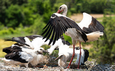 The stork is feeding its babies waiting in the nest.