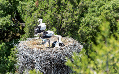 Baby storks(Ciconia ciconia) are waiting for their mothers to come to feed