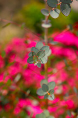 Eucalyptus plant with small, round, silvery-green leaves