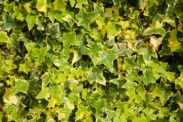 Variegated ivy leaves with bright green and yellow tones.