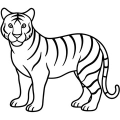 Elegant White Tiger Outline Line Art Vector