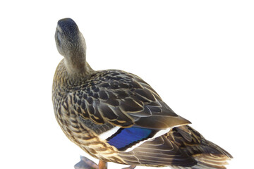 A duck stands on the shore, its feet firmly planted in the grass or damp ground. Its smooth...