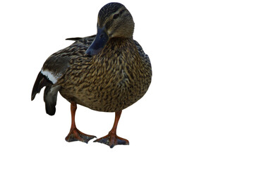 A duck stands on the shore, its feet firmly planted in the grass or damp ground. Its smooth...