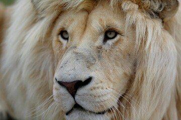 Please give me a titel (100 signs) of the pic above, caption (max 500 signs), description (150 signs), and additional infos (written text). And tags seperated by comma that are optimized and powerful 