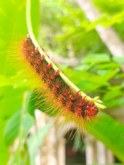 Macro photo of a red hairy butterfly caterpillar perched on a leaf.