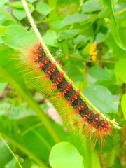 Macro photo of a red hairy butterfly caterpillar perched on a leaf.