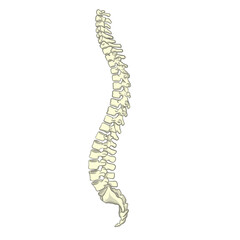 Illustration of Human Spinal Column Anatomy