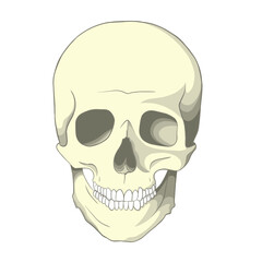 Fototapeta premium Illustration of a Human Skull