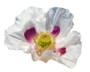 opium poppy white flower papaver somniferum isolated