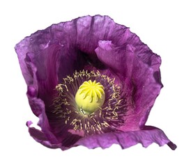 opium poppy purple flower papaver somniferum isolated