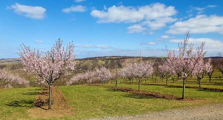 Almond orchard, blossoming pink almond orchard