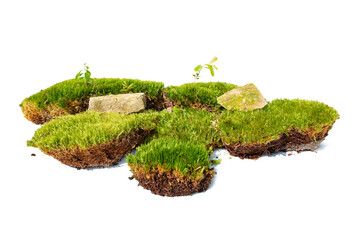 Green forest natural moss with stones and lingonberry sprout. Isolated on white.